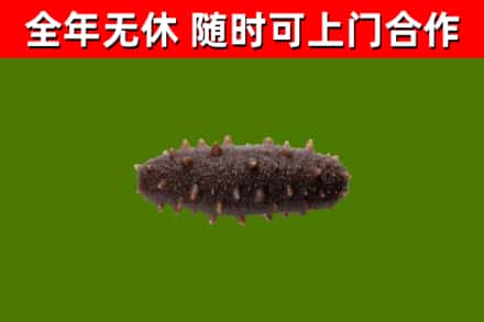 临沧烟酒回收干海参.jpg